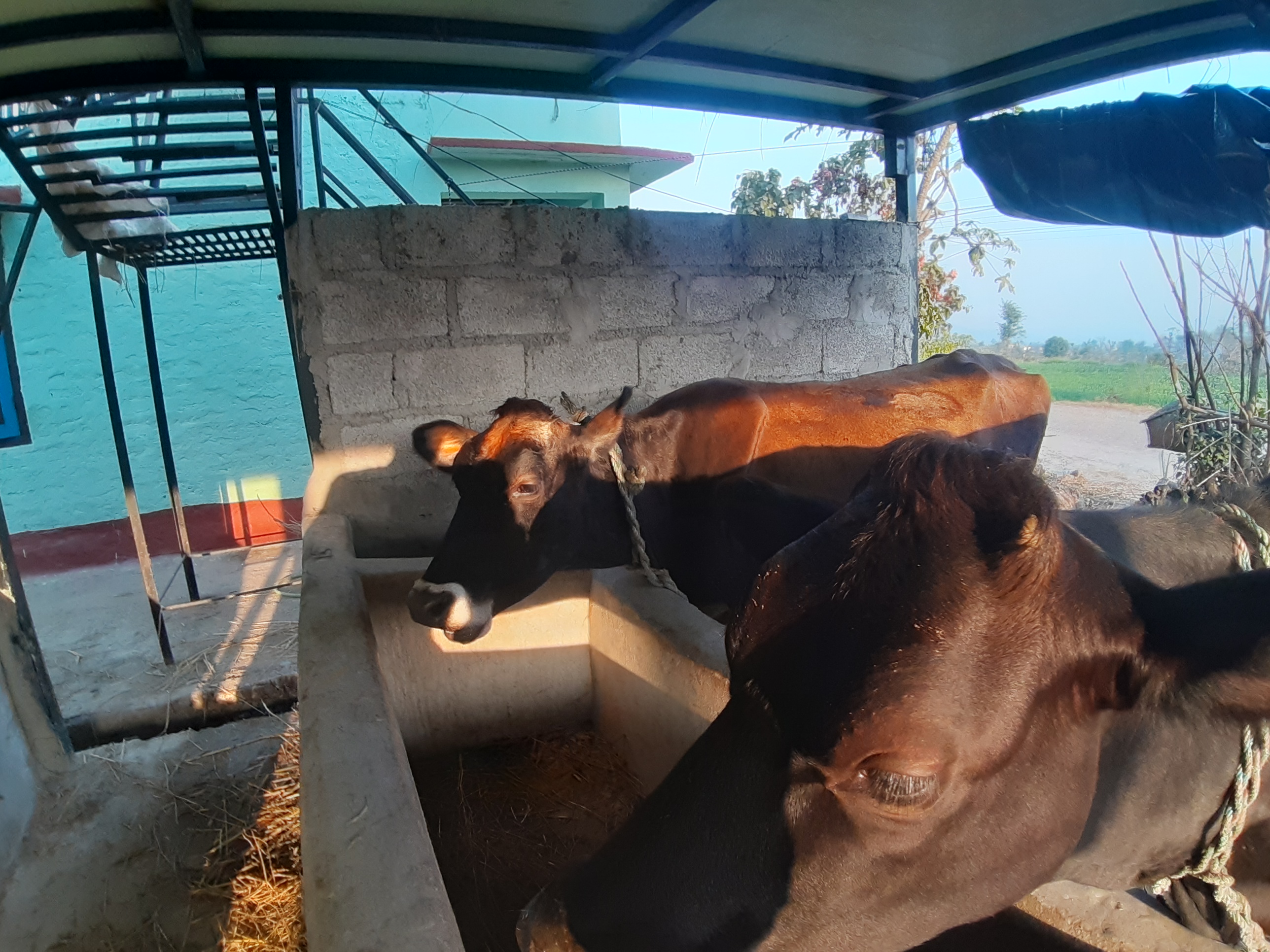 नेपाली गाई