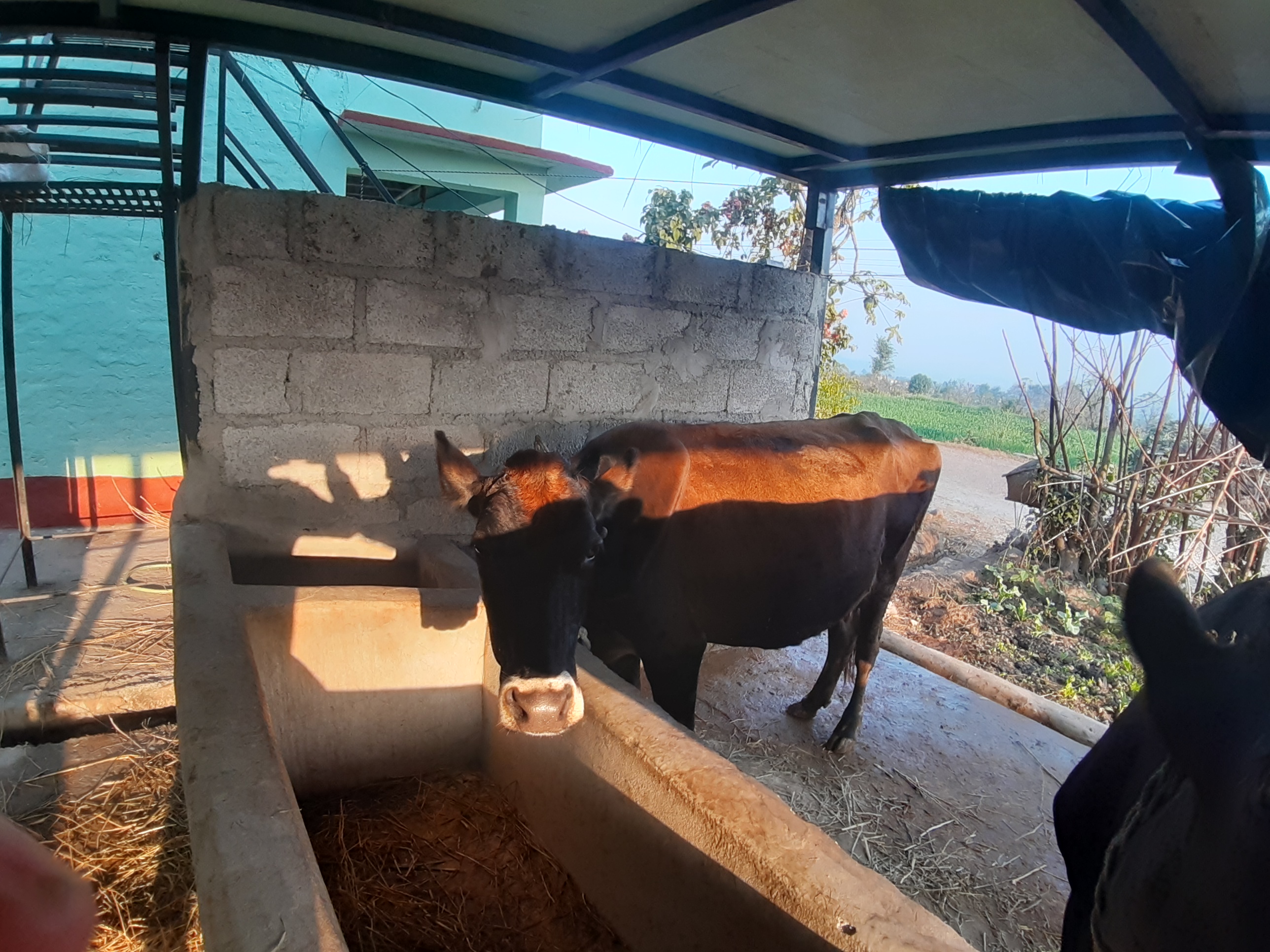 हरियो चरन