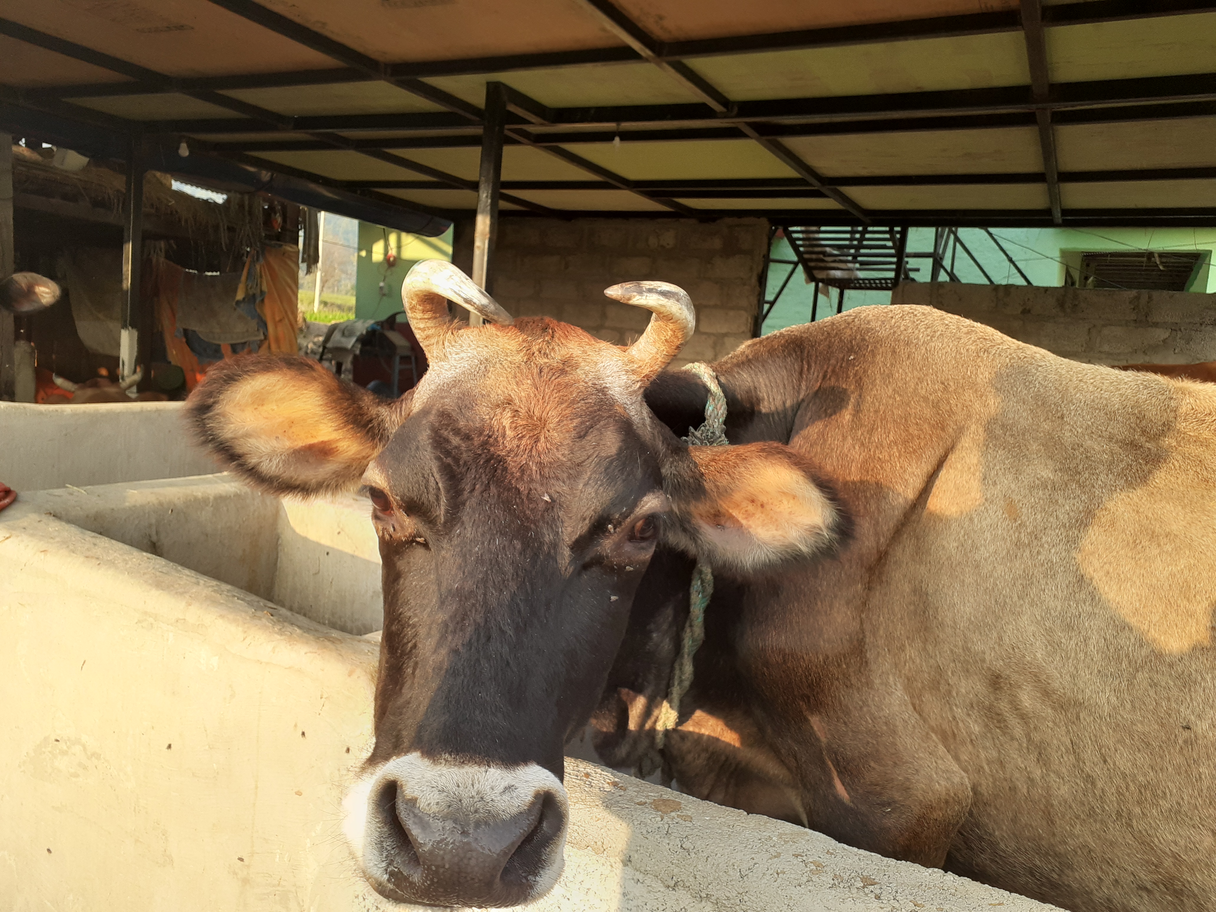 परम्परागत डेयरी